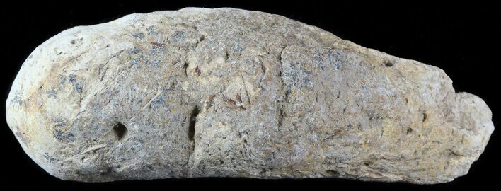 Fish Coprolite (Fossil Poo) - Kansas #49351